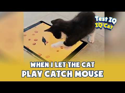Test IQ Cat - Cat Toy