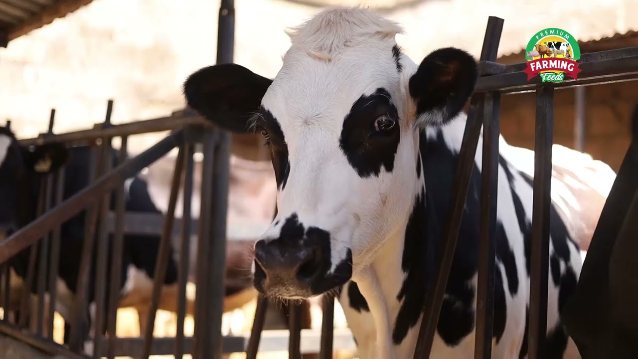 Daily Farmer Testimonial