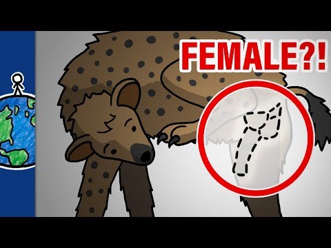 falos în erecție femelă și penis