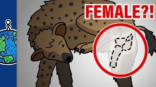 Why Do Female Hyenas Have Pseudo-Penises?!