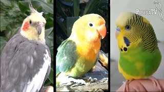 Три самых дешевых попугая - часть 2