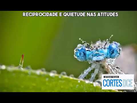 Cortes DcE #535 Reciprocidade e quietude nas atitudes