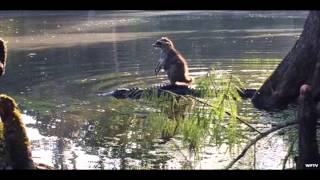 Masters Of Reality -  Doraldina&#39;s Prophecies (Fan Video)