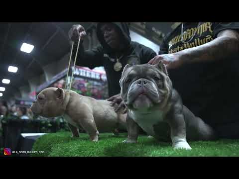 FOXXY 2.0 LA BOSS BULLIES (Shot & Edited by YFL LC 300Watts Productions)