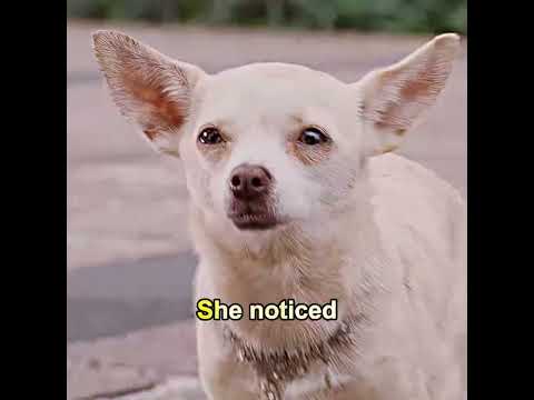 🐩A Chihuahua and a German Shepherd became good friends！#movieclips #viral #dogs #comedy