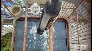 Download lagu BURUNG KAPASAN KEMIRI GACOR ISIAN KENARI mp3