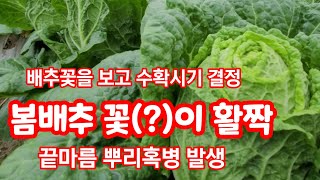 봄배추 수확시기 뿌리혹병 그리고 끝마름 꿀통 [봄배추재배방법]