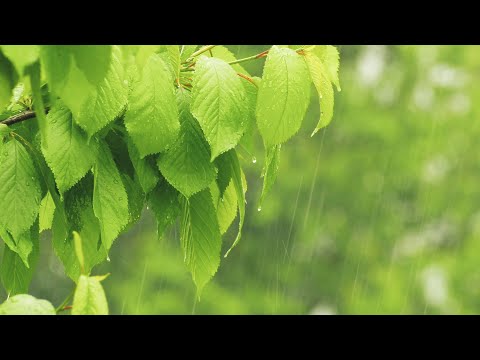 Regen im Wald: Regengeräusche mit Donner zum Einschlafen (7 Stunden)