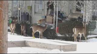 Deer near a house