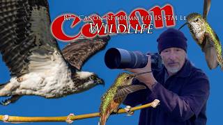 Hummingbirds and wildlife Canon R7 & RF 600 F11 at Sepulveda  - not perfect but more AF control🤩