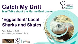 Catch My Drift Mini Talk – ‘Eggcellent’ Local Sharks and Skates
