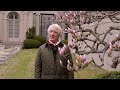 The Frick Magnolias Spring 2022