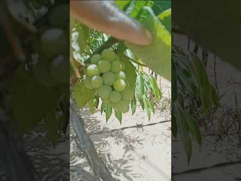 as uvas e as siriguelas já estão em fase de amadurecimento!