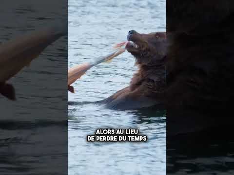 Pourquoi les ours ne mangent que les meilleures parties du saumon 🐻 #shorts