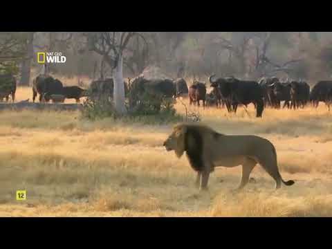 EL LEON CECIL|Documental