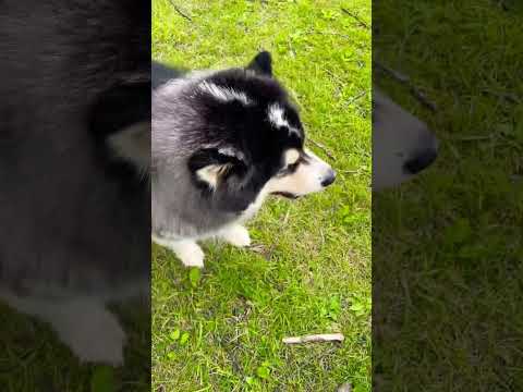 பாசம் @VL-38 #dog#ad#fypシ゚viral#viralvideo#shorts#love#doglover #pitbull#puppy#happy#life#fy#fun