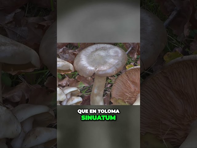 Vídeo relacionado con Filo y el misterio de las setas venenosas: El Club Arcoíris 6