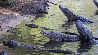 Gator Mating Calls