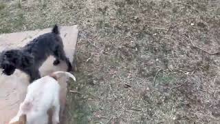 Video preview image #1 Mutt Puppy For Sale in Grafton, WI, USA