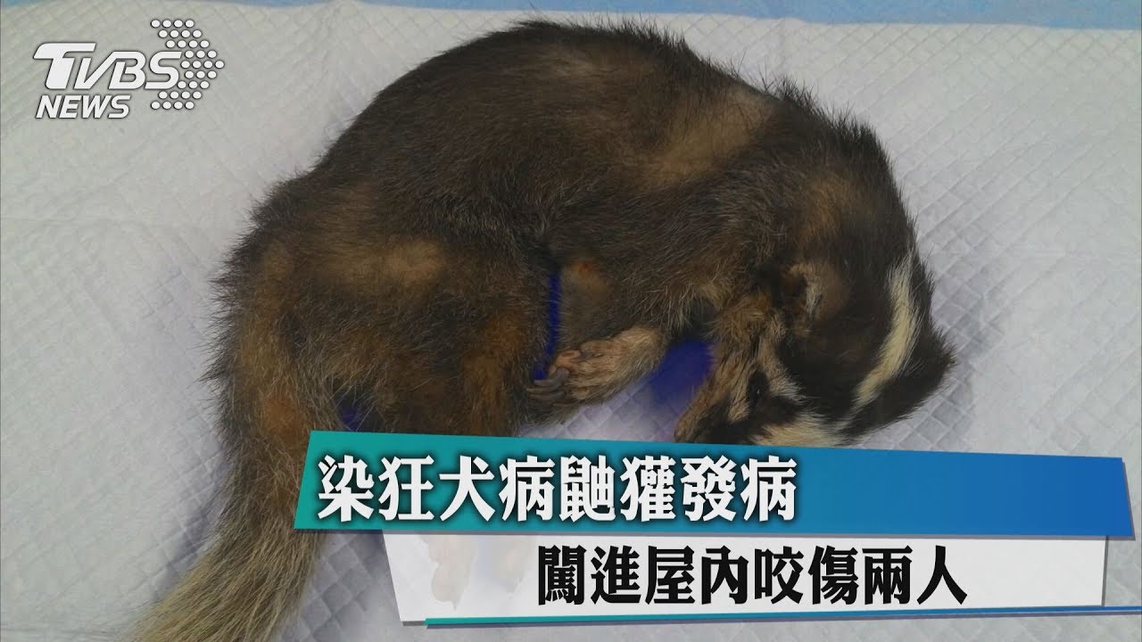 染狂犬病鼬獾發病 闖進屋內咬傷2人