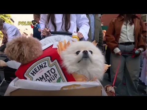 VOA - PARADE KOSTUM ANJING SAMBUT HALLOWEEN DI NEW YORK