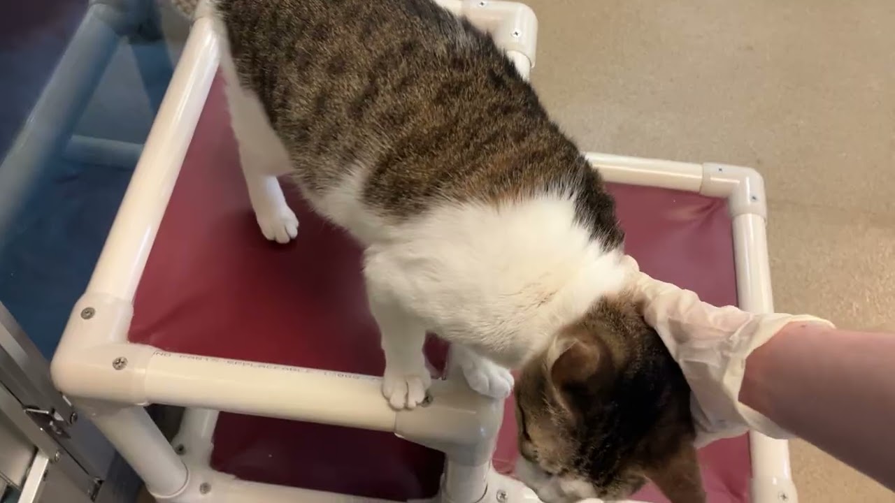 Enlarge Patty - FeLV+, a ADOPTABLE Domestic Short Hair in Eatontown, NJ video 3/6