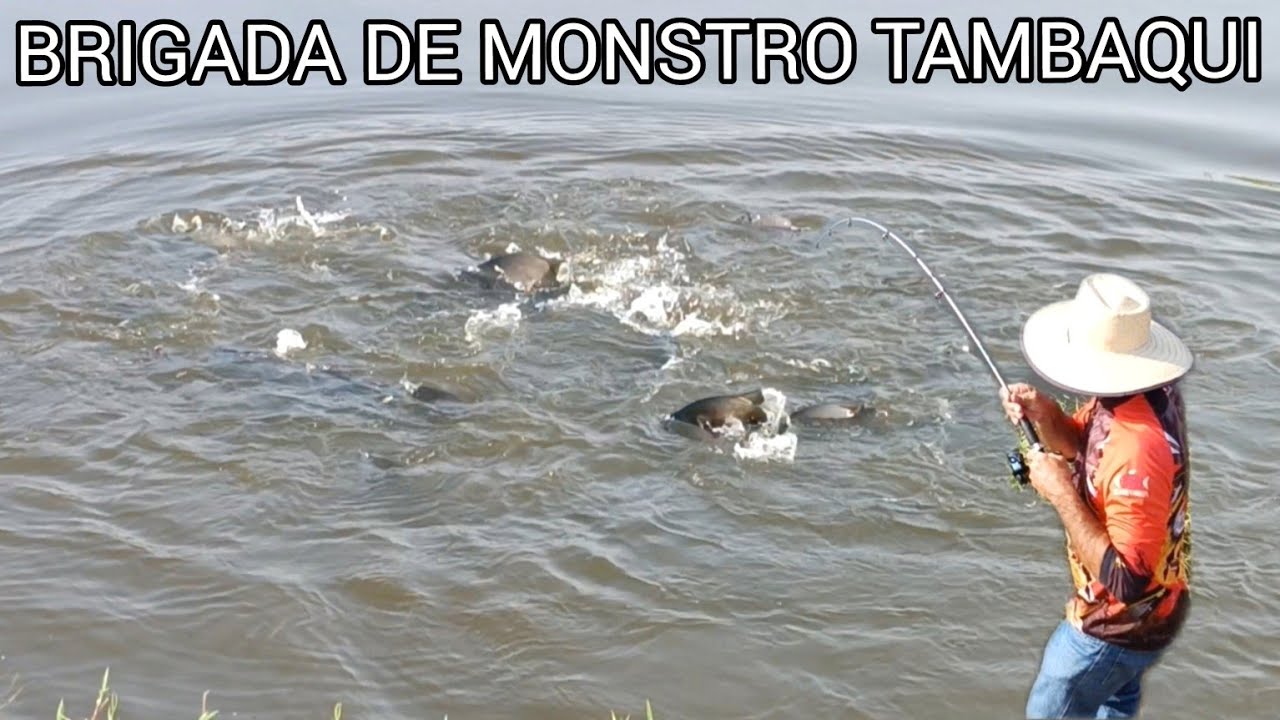 A FISGADA FOI BRUTA POR QUE O ANZOL FOI NA BOCA DOS TAMBAQUIS ELE NÃO ACREDITOU NO QUE VIU