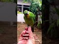 150rb Sudah Dapat Burung Cucak Ijo Birds Aviary Kicaumania Kandangaviary Aviaryirfanhakim