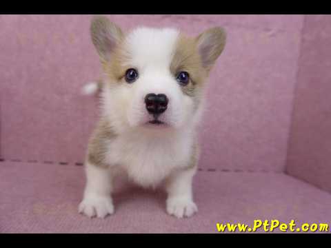 04/16雙色柯基犬公幼犬(高雄茄萣)