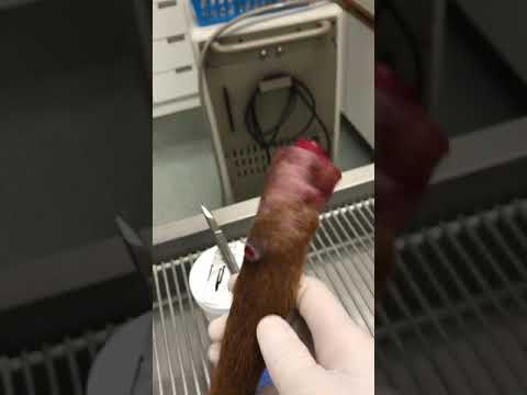 Dog's tail amputated due to cancer