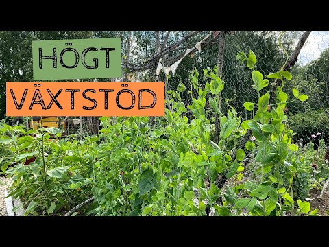 Ett HÖGT växtstöd till de ärtor och bönor som blir upp mot 200 cm höga