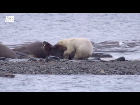 Prima ZOOM - Střet medvěda a mrože je bojem o každou vteřinu