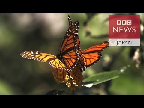 オオカバマダラの渡り