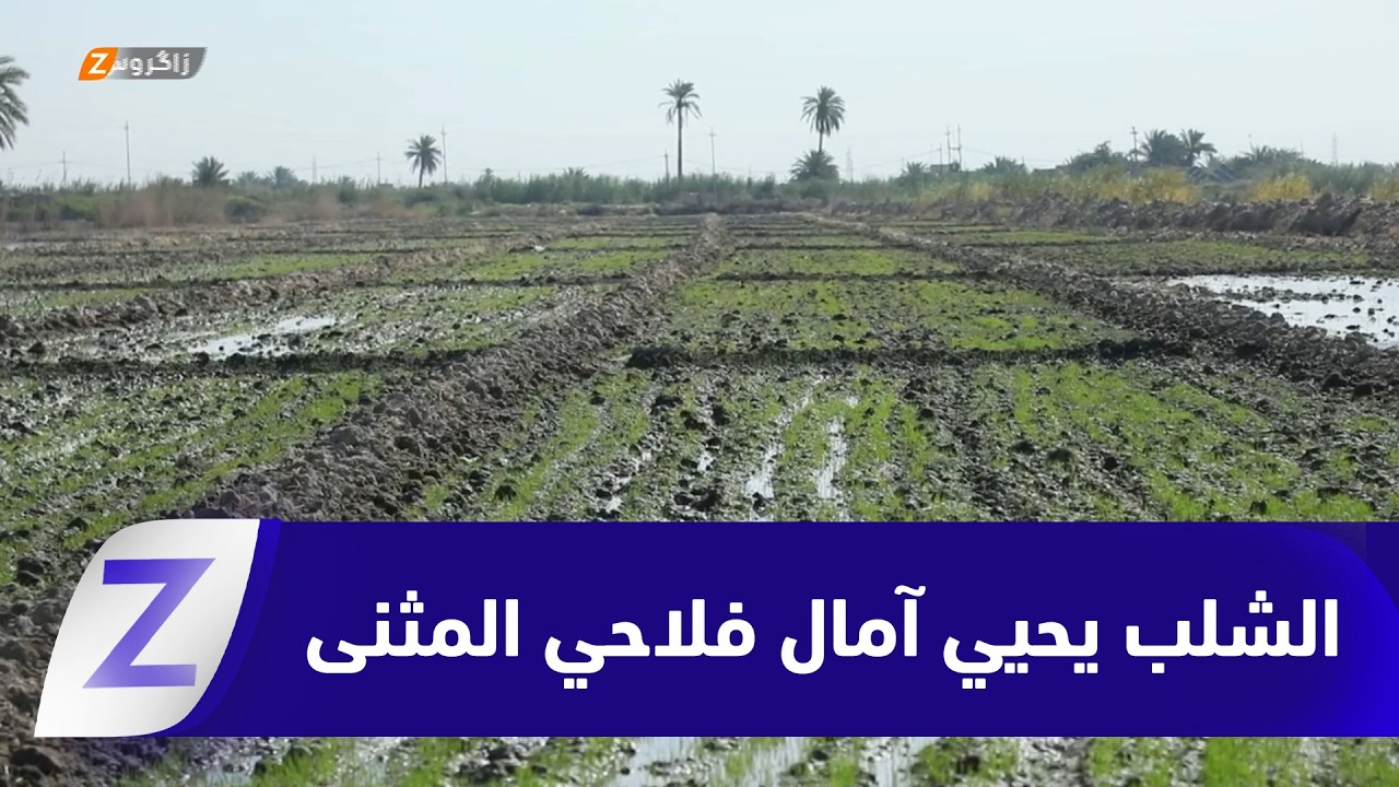 فيديو | #المثنى.. عودة زراعة الشلب بعد سنوات من التوقف تنعش آمال الفلاحين