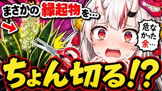 【かわ余】「咲いた花をぶった切る!?」観葉植物のお花を勘違いで〇〇しようとして焦る百鬼あやめww【ホロライブ/切り抜き】