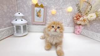 スコティッシュストレートの動画01