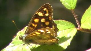 preview picture of video 'Speckled Wood Butterfly. La Croix-Tasset, Côtes d'Armor, Brittany, France 21st August 2011'
