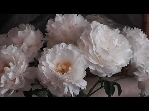 @ionbogdanstefanescu  Beethoven - Trio op 87