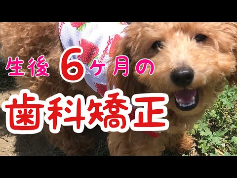 犬の乳歯が抜けない:原因と対処法