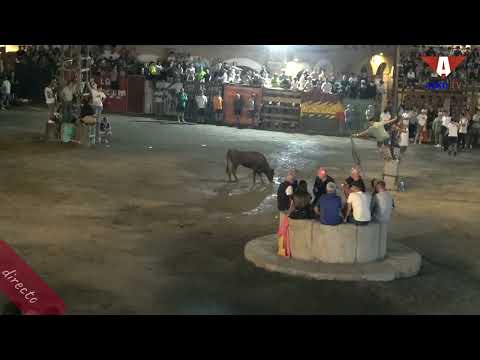 Festejos taurinos - Toro del apagon - en directo en Garrovillas de Alconetar