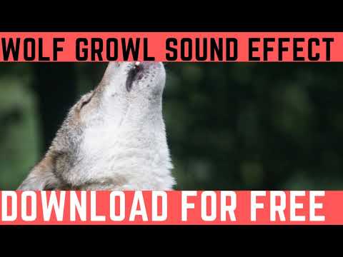 Wolf Growl Sound Effect –The 20 Best Wolves Howling Ringtone (Mp3 Free Download)