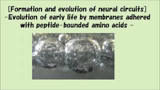 Formation and evolution of neural circuits
