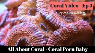 Coral Porn Baby