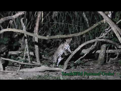 Ocelot Experience at SouthWild Pantanal Lodge