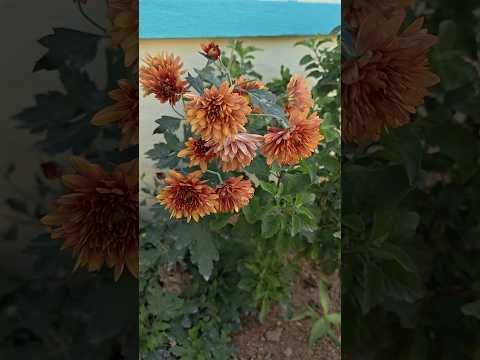 💙💛❤️#beautiful #flowers