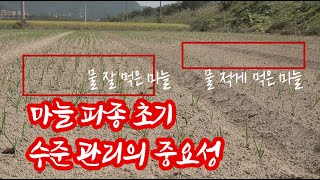 마늘 정식 초기 수분 관리의 중요성!!! 올해 정말 알았다!!! 수분이 이 정도로 필요했구나...