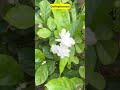 Mogra Plant Ki Care Jasmine Plant Care Shorts