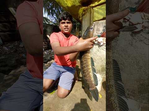 Small Boy Catching th Big Murrel Fish Catch #fishing #fishingvideos #thoondilulagam #lakefishing