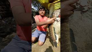 Download lagu Small Boy Catching th Big Murrel Fish Catch #fishing #fishingvideos #thoondilulagam #lakefishing mp3