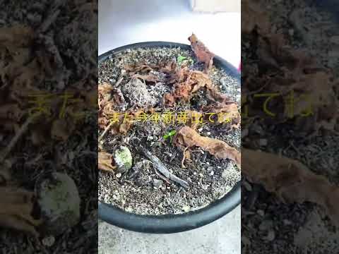 園芸 ニューギニアの焦り